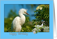 Snowy Egret With Flowers Birthday Card