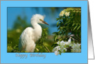 Snowy Egret With Flowers Birthday Card