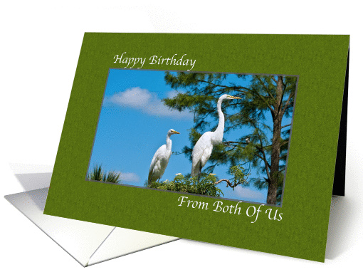 Birthday, From Both of Us, Great Egret Birds card (454945)