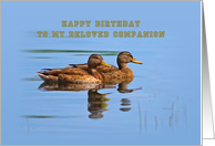 Companion’s Birthday Card with Ducks card