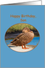 Son’s Birthday Card with Mallard Duck card