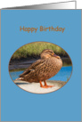 Birthday Card with Mallard Duck card