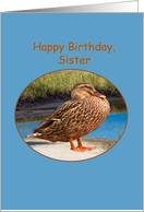 Sister’s Birthday Card with Mallard Duck card