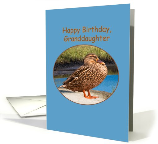 Granddaughter's Birthday Card with Mallard Duck card (506575)