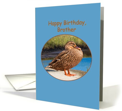 Brother's Birthday Card with Mallard Duck card (506581)