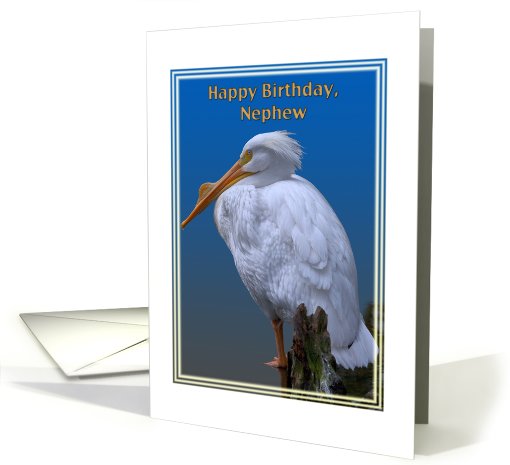 Nephew's Birthday Card with American White Pelican card (507440)