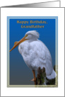 Grandfather’s Birthday Card with American White Pelican card