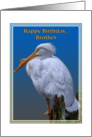 Brother’s Birthday Card with American White Pelican card