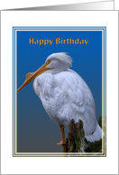 Birthday Card with American White Pelican card