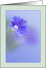 Blank Note Card with Petunia card