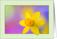 Blank Note Card with Yellow Daffodil Flower card