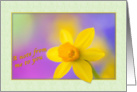 Blank Note Card with Yellow Daffodil Flower card