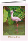Thinking of You Card with Pink Flamingo card