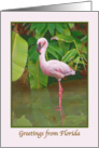 Greetings from Florida Card with Pink Flamingo card