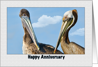 Anniversary Card with Brown Pelicans card