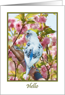 Hi Hello Card with Bird and Flowers card