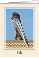 Hi/Hello Card with Brown Pelican card