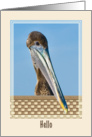 Hi/Hello Card with Brown Pelican card