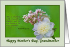 Grandmother’s Mother’s Day Card with Pink and White Flowers card