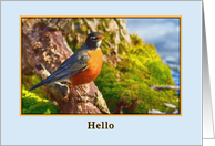 Hi/Hello Card with Robin card