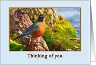 Thinking of You Card with Robin card