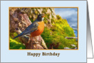 Birthday Card with Robin card