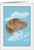 Pet Sympathy, Lab Dog card