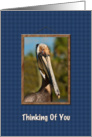 Thinking of You, Brown Pelican card