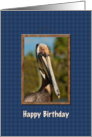 Birthday, Getting Older, Brown Pelican card