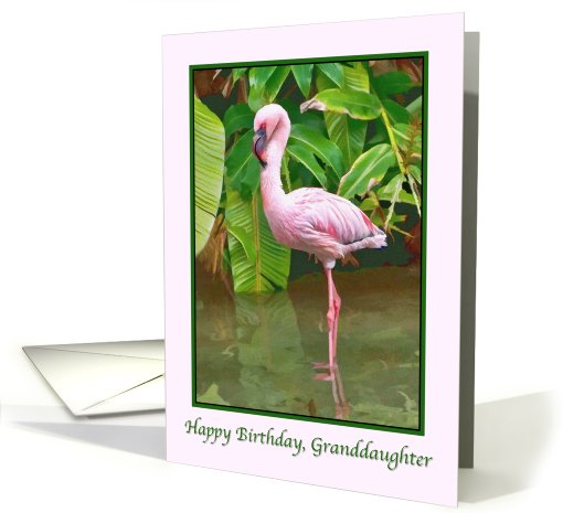 Birthday, Granddaughter,  Pink Flamingo card (674728)