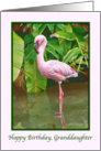 Birthday, Granddaughter, Pink Flamingo card