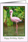 Birthday, Nephew, Pink Flamingo card