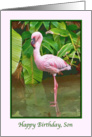 Birthday, Son, Pink Flamingo card