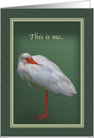 Missing You, White Ibis Bird card