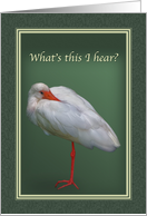 Get Well, White Ibis Bird card