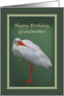 Birthday, Grandmother, White Ibis Bird card