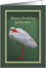 Birthday, Godmother, White Ibis Bird card