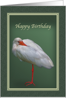 Birthday, White Ibis Bird on Green card