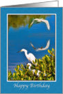 Birthday, Egret Birds on Blue Water card