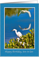 Birthday, Son-in-law, Egret Birds card