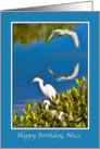 Birthday, Niece, Egret Birds card