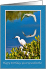 Birthday, Great Grandmother, Egret Birds card