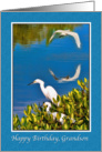 Birthday, Grandson, Egret Birds card