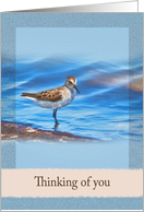 Thinking of You, Sanderling Bird card