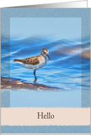 Hi/Hello, Sanderling Bird card