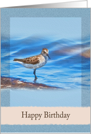 Birthday, Sanderling Bird card