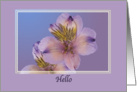 Hi/Hello, Lavender Flowers card