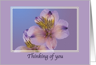 Thinking of You, Lavender Flowers card