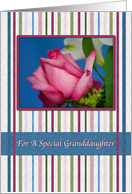 Birthday, Granddaughter, Red Rose, Stripes card