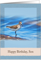 Birthday, Son, Sanderling Bird card